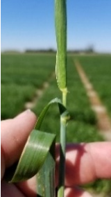 Wheat at Feekes 9